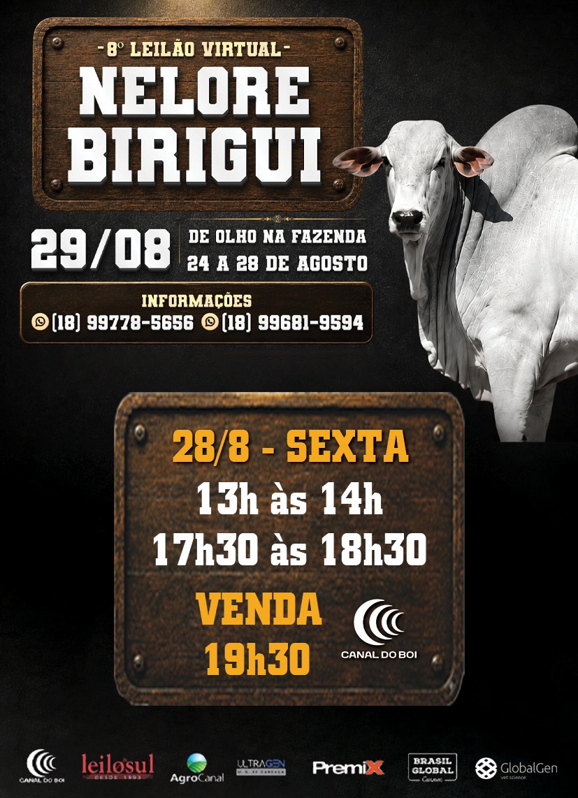 8º DE OLHO NA FAZENDA NELORE BIRIGUI